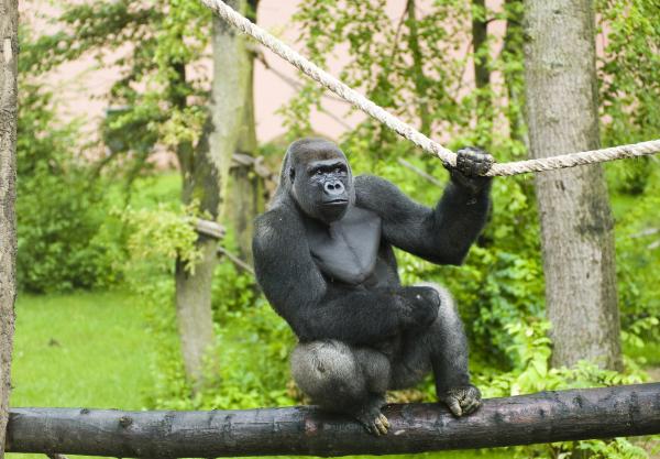 Nyíregyházi Állatpark – egész napos élmény minden korosztálynak